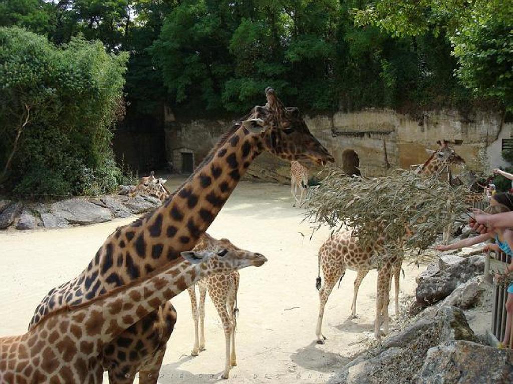 149 BIO PARC DE DOUE LA FONTAINE 1- 2016_000023.jpg